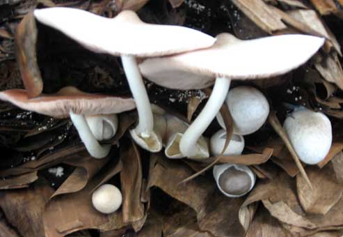 straw mushroom