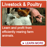 Learn and profit from efficiently rearing farm animals. 